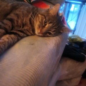 Meet your Posher, Darlene